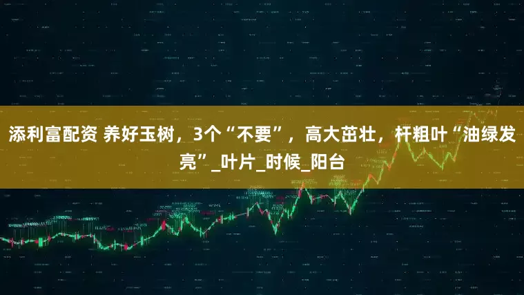 添利富配资 养好玉树，3个“不要”，高大茁壮，杆粗叶“油绿发亮”_叶片_时候_阳台