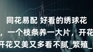 同花易配 好看的绣球花，不需要买，一个枝条养一大片，开花又美又多看不腻_繁殖_问题_花色